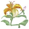 Florere Lily Grande Florere Lily Grande