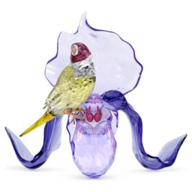 Idyllia: pinzón de Gould y orquídea