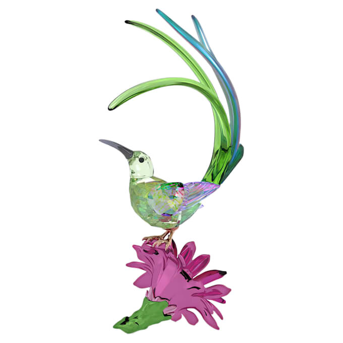 Idyllia: pájaro azucarero y flor de cactus Idyllia: pájaro azucarero y flor de cactus
