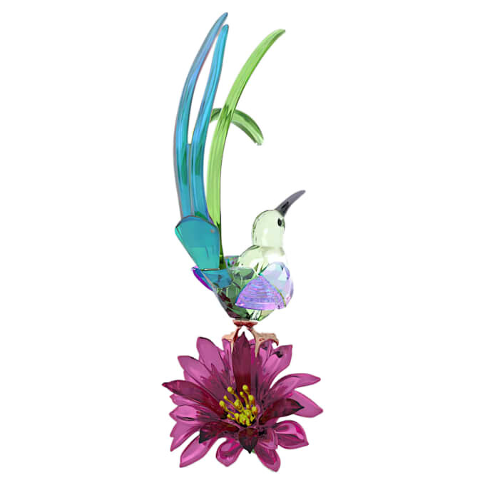 Idyllia: pájaro azucarero y flor de cactus Idyllia: pájaro azucarero y flor de cactus