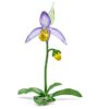 Orquídea zapatito de dama Florere