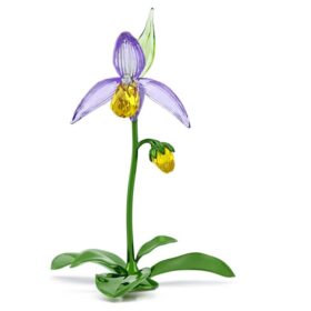 Orquídea zapatito de dama Florere