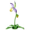 Orquídea zapatito de dama Florere