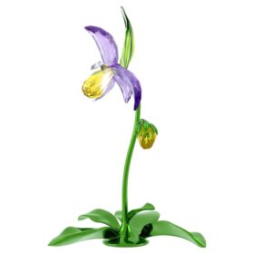Orquídea zapatito de dama Florere