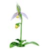Orquídea zapatito de dama Florere
