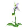 Orquídea zapatito de dama Florere